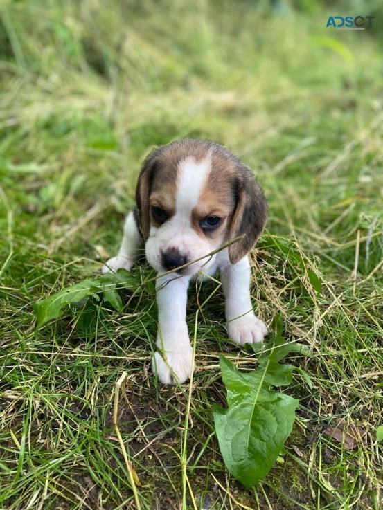 Beagle Pups for Sale