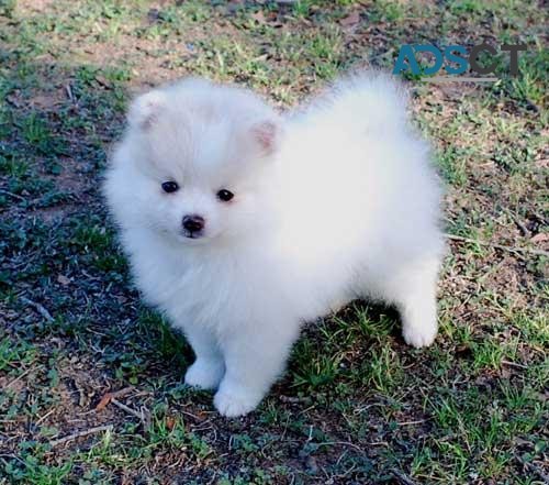 clean white pomeranian puppies