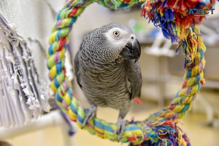 Talkin talky African Grey Parrot