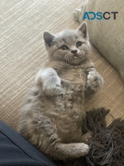 socialize scottish fold kittens