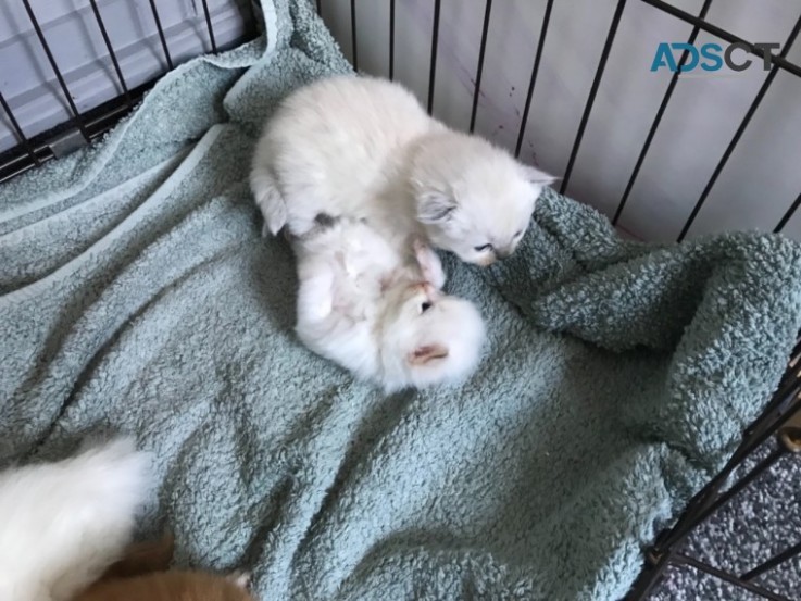 Beautiful White Half Persian Kitten