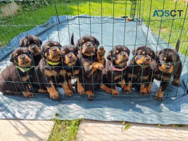 Chunky Rottweiler Puppies