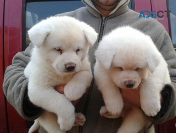 Akita puppies