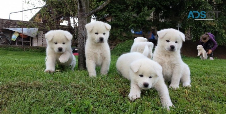 Akita puppies