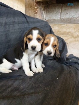 Beagle puppies