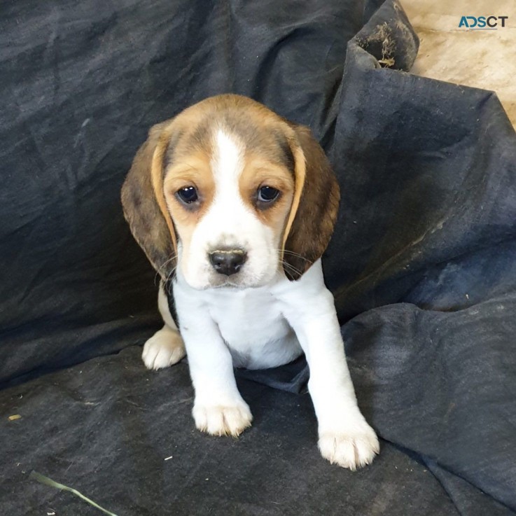 Beagle puppies