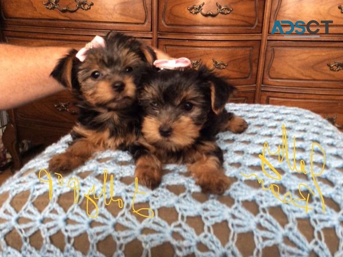 Yorkshire Terrier puppies