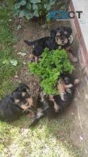 cute Yorkshire Terrier Puppies