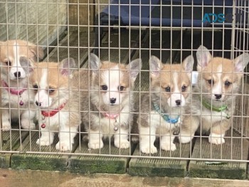 Beautiful Pembroke Corgi Puppies