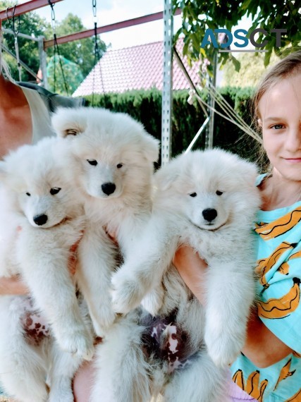 Samoyed Puppies