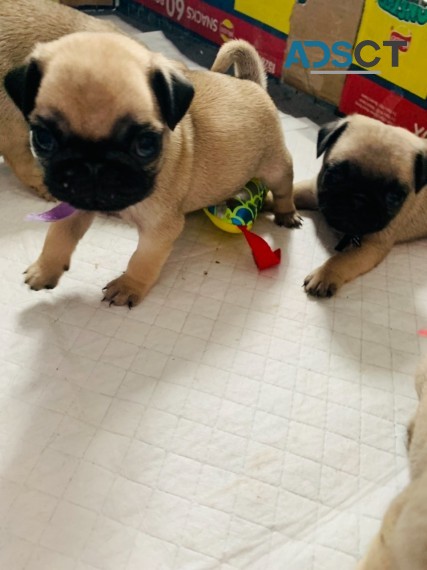 Pug  Puppies