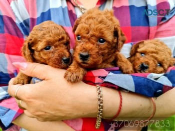  Two Wonderful Poodle puppies 