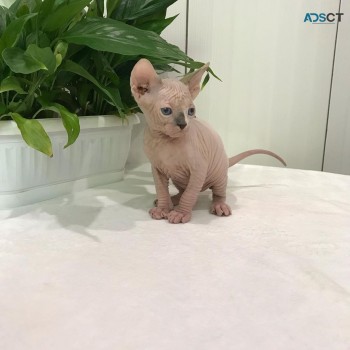 Adorable Sphynx kitten for sale