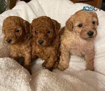  Beautiful Red Toy Poodle Puppies