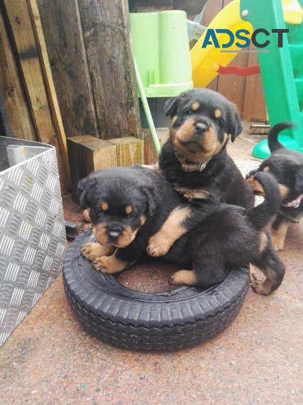 Rottweiler Puppies 