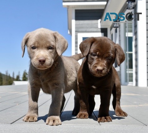 Labraddor retriever