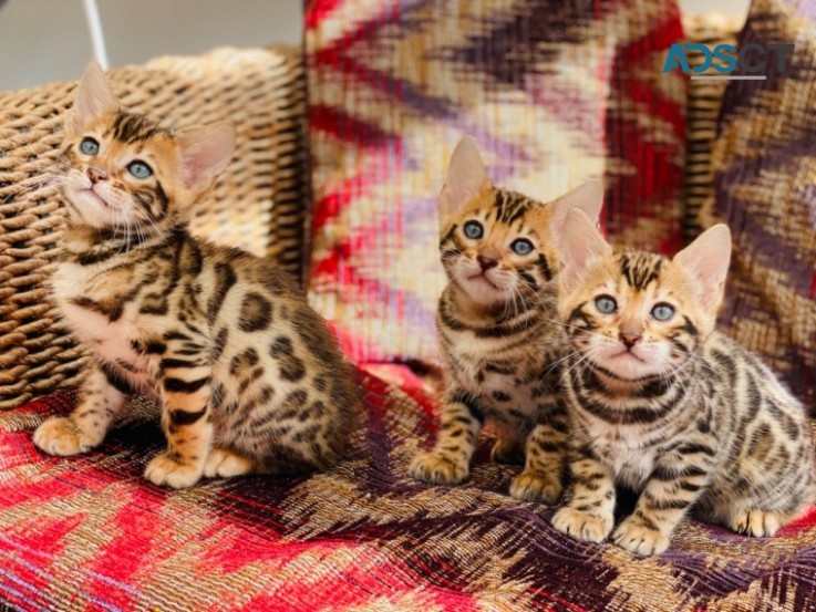 Bengal Kittens