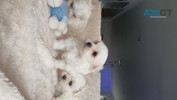 Maltese  Puppies 