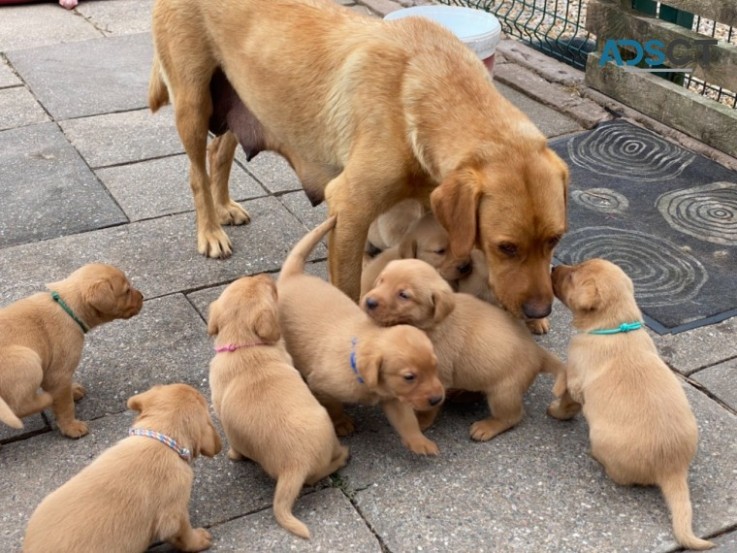 Labrador Retriever 