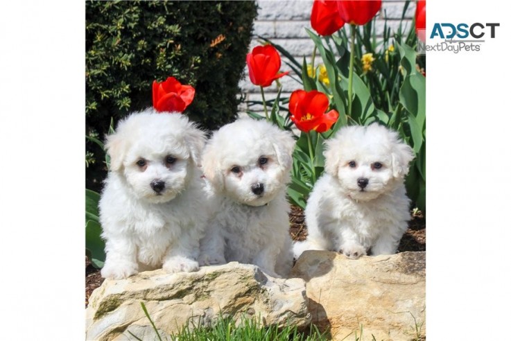 Beautiful Bichon Frise