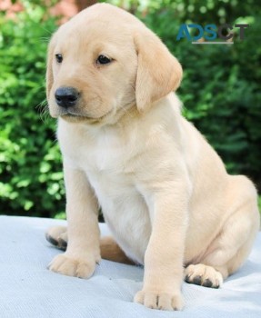  Labrador Retriever