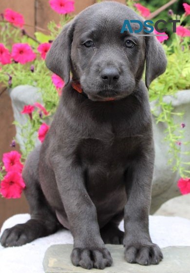  Labrador Retriever