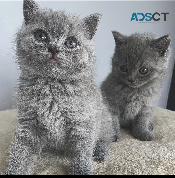 British Shorthair kiitten 