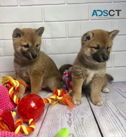 Japanese Shiba Inu Puppies