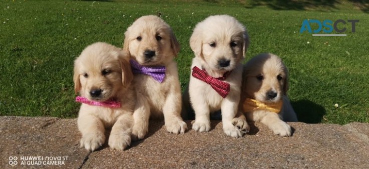 Golden Retrievers