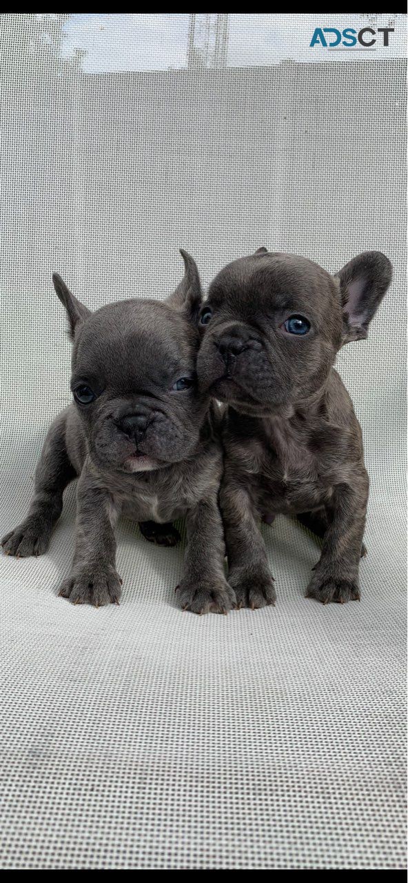 French Bulldog Pups