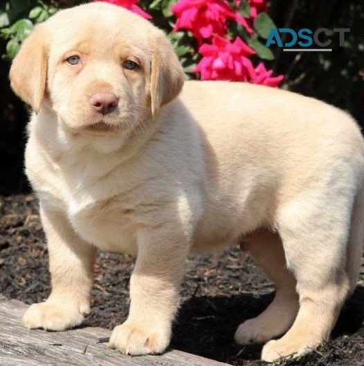  Labrador Retriever