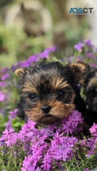 Yorkshire Terrier puppies