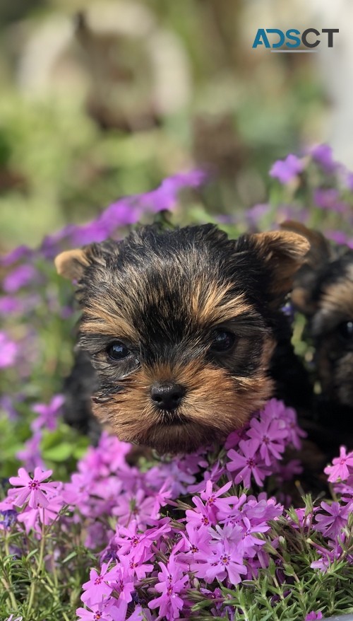 Yorkshire Terrier puppies