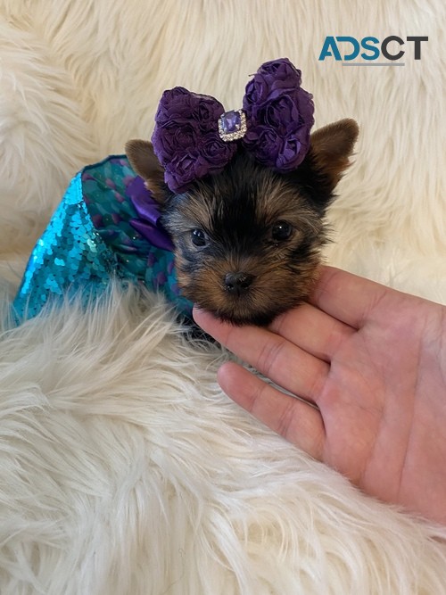 Yorkshire Terrier puppies