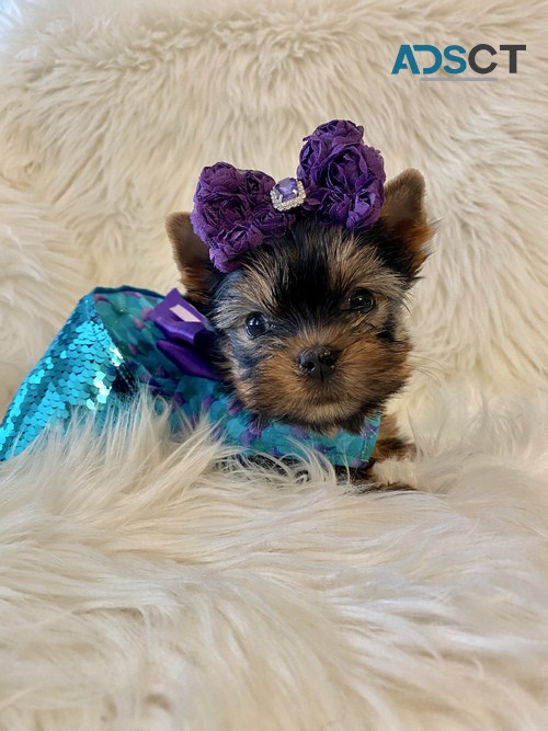 Yorkshire Terrier puppies