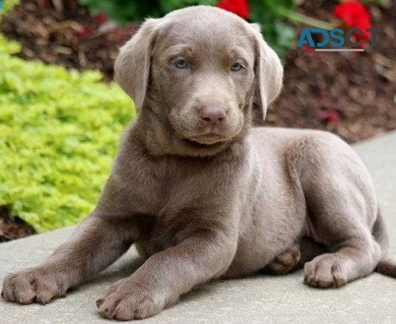 Labrador Retriever