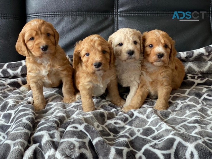 Beautiful Cockapoo Puppies