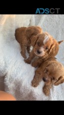 Gorgeous Cavapoo Puppies