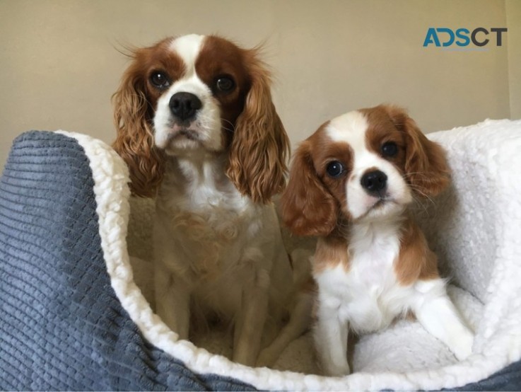 Cavalier King Charles Spaniel puppies