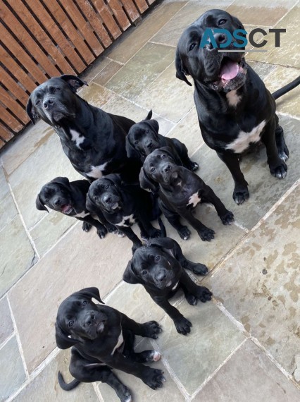 Beautiful Cane Corso Puppies 