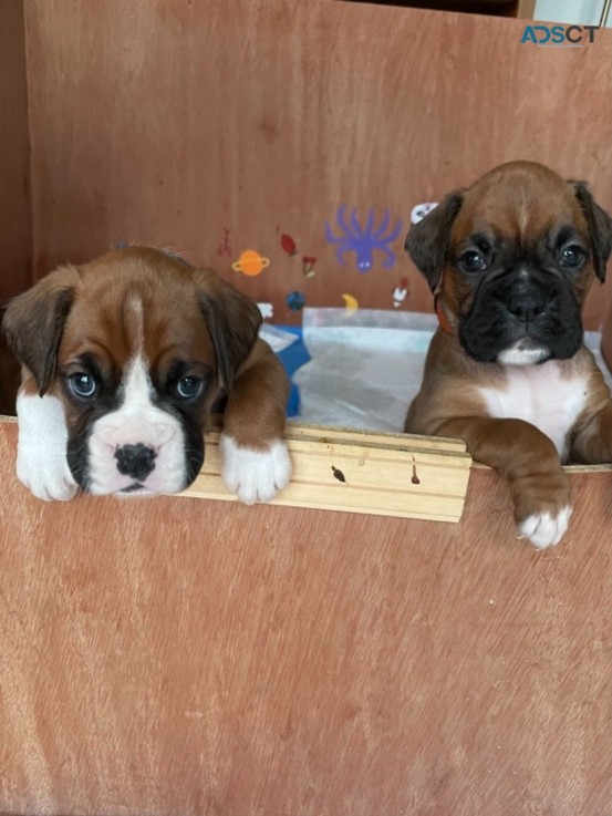 Boxer Pup  