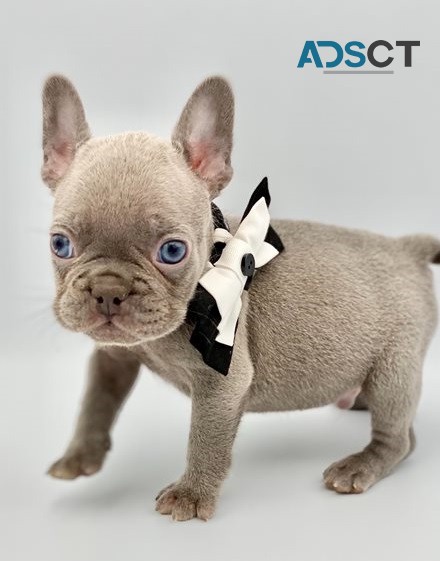 French Bulldog puppies for sale