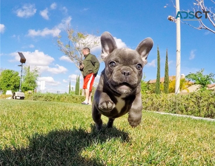 French Bulldog puppies for sale