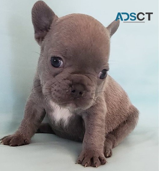 French Bulldog puppies for sale