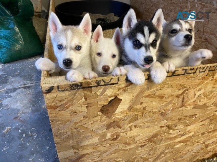 Siberian Husky puppies