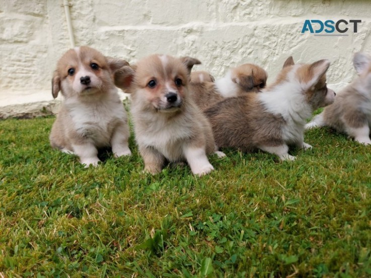 Beautiful Pembroke Corgi Puppies