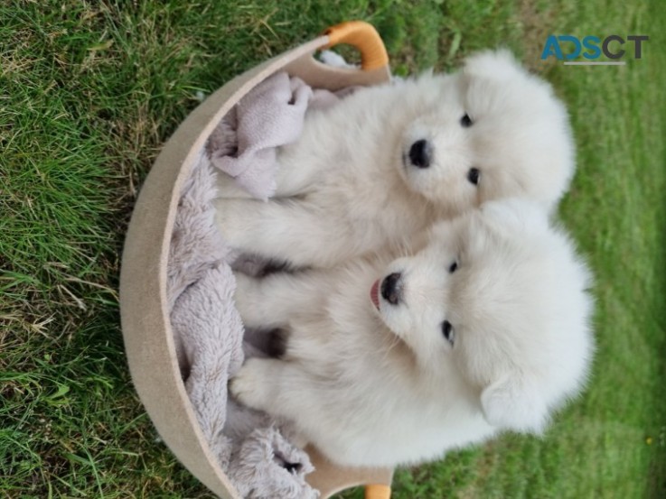 Samoyed Puppies