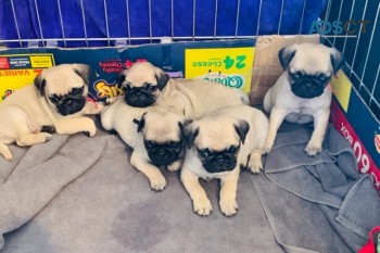 Pug  Puppies