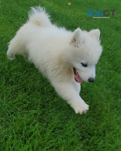 Samoyed Puppy 5th Gen Pedigrere Ready