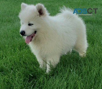 Samoyed Puppy 5th Gen Pedigrere Ready